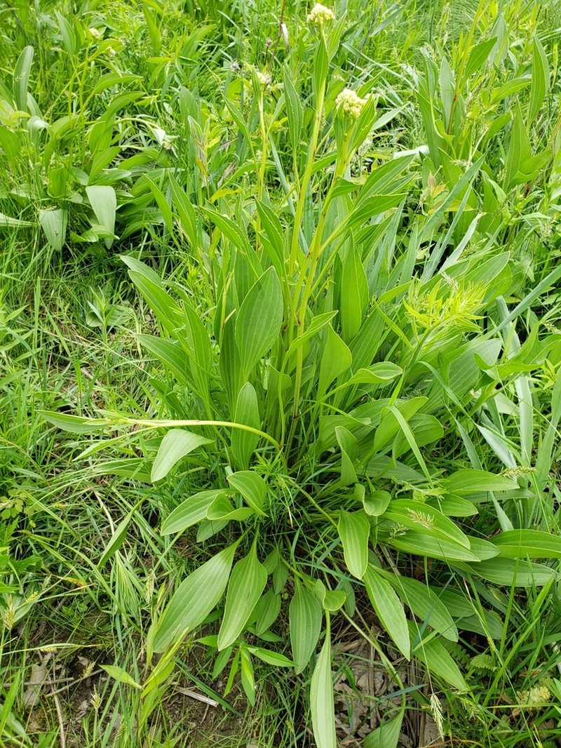 Groovestem Indian Plantain photo 5