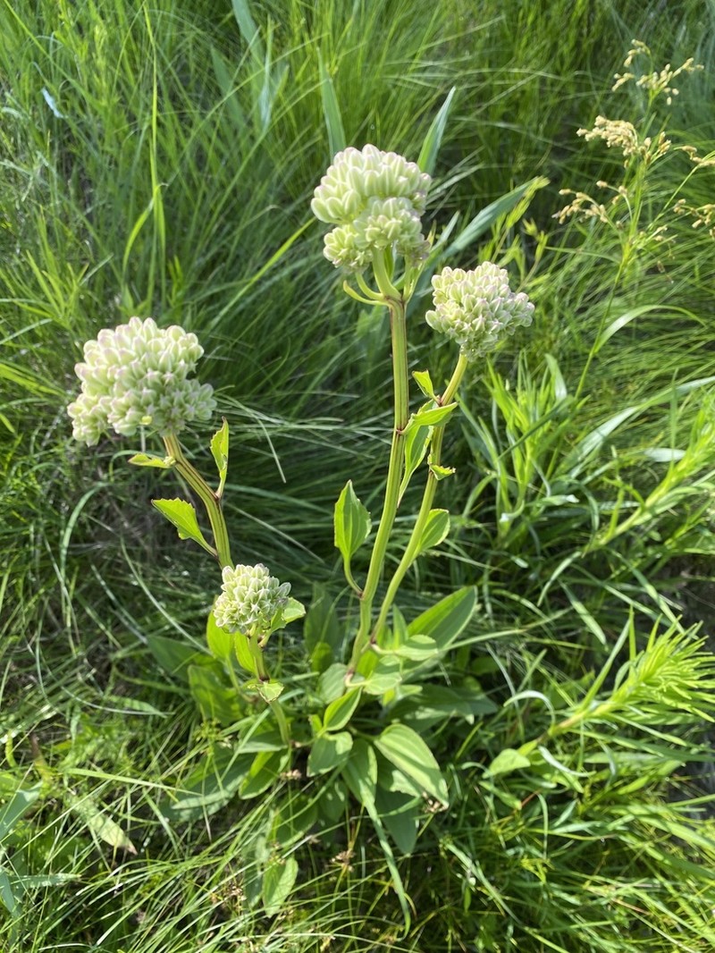 Groovestem Indian Plantain photo 6