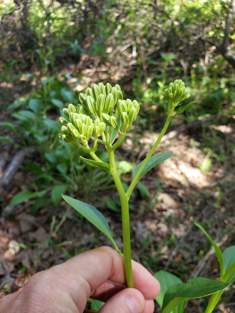 Groovestem Indian Plantain photo 7