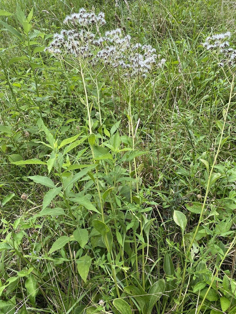 Groovestem Indian Plantain photo 8