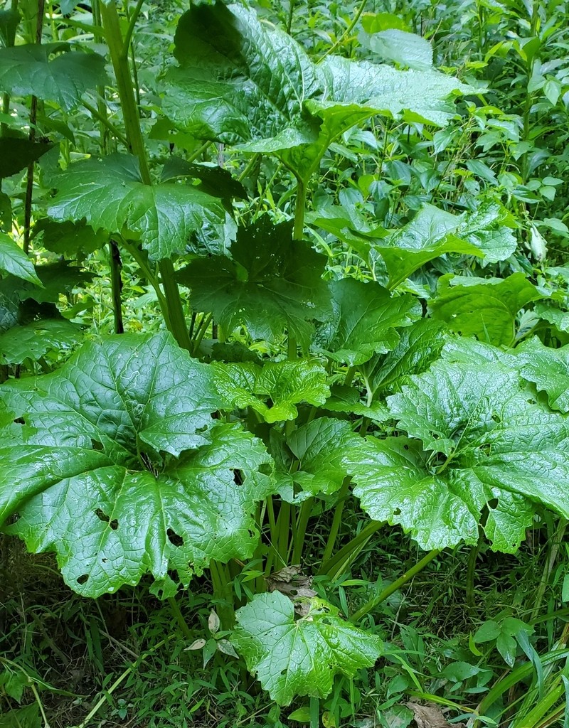 Great Indian Plantain photo 4