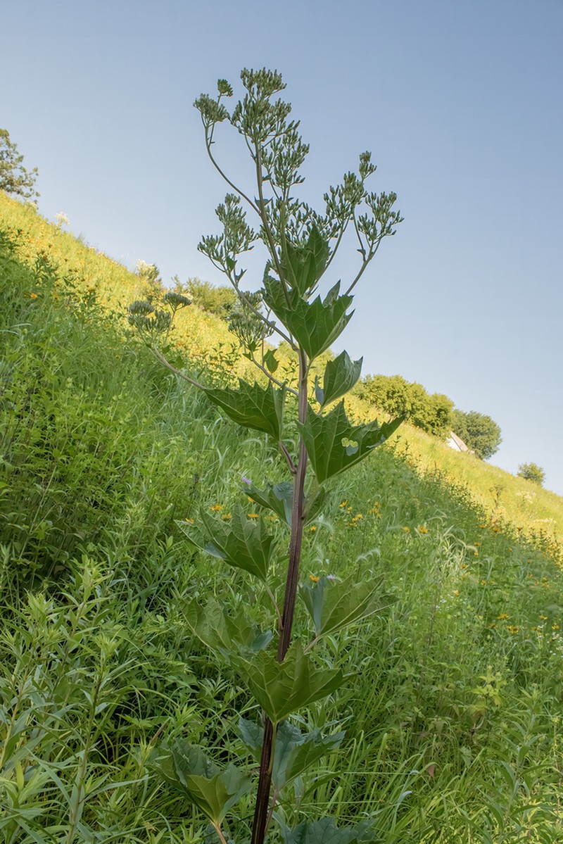 Great Indian Plantain photo 7