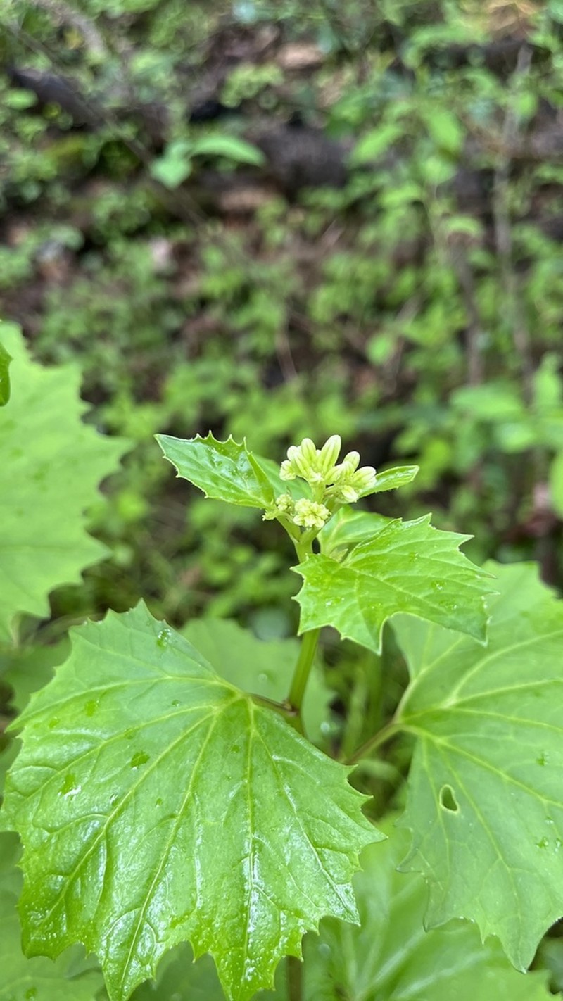 Great Indian Plantain photo 8