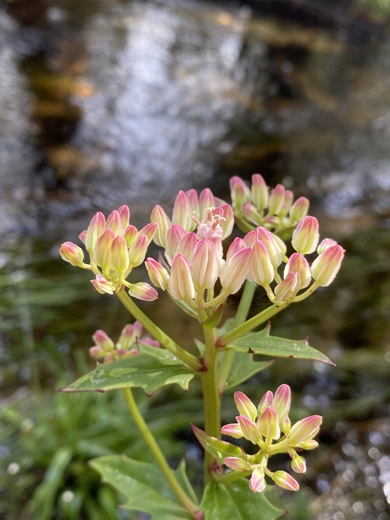 Georgia Indian Plantain