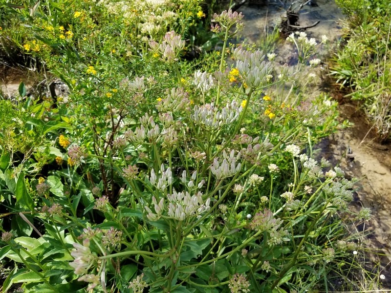 Georgia Indian Plantain photo 3