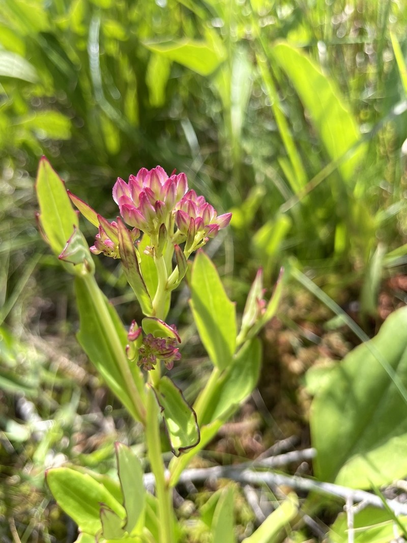 Georgia Indian Plantain photo 5
