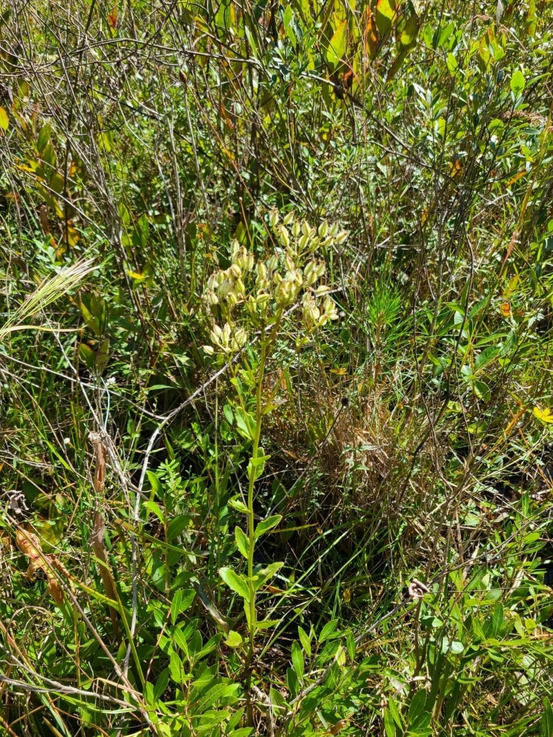 Georgia Indian Plantain photo 7