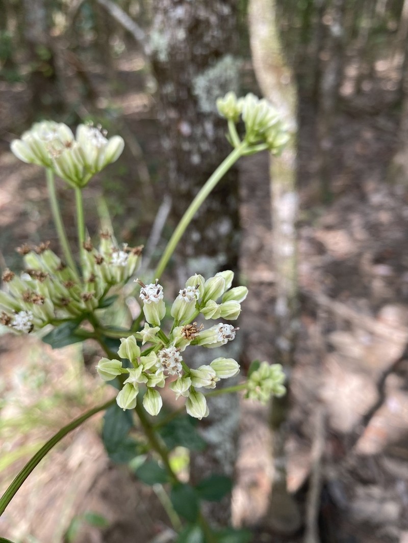 Georgia Indian Plantain photo 8