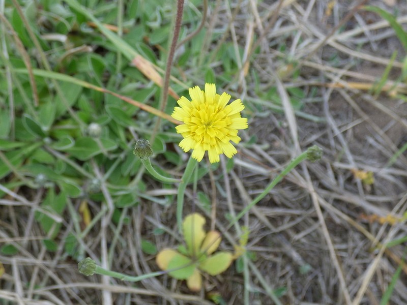 Lamb Succory photo 3