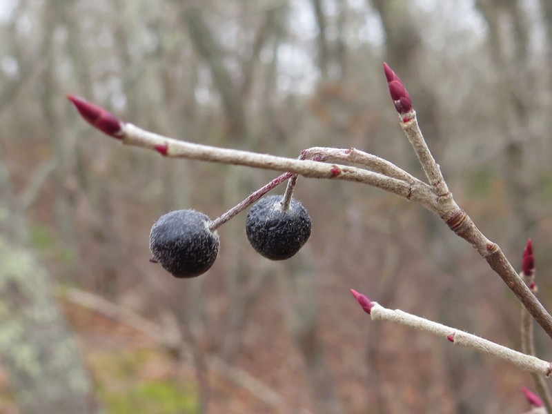 Purple Chokeberry photo 3