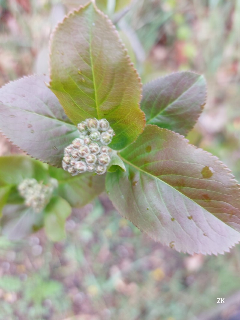 Purple Chokeberry photo 4