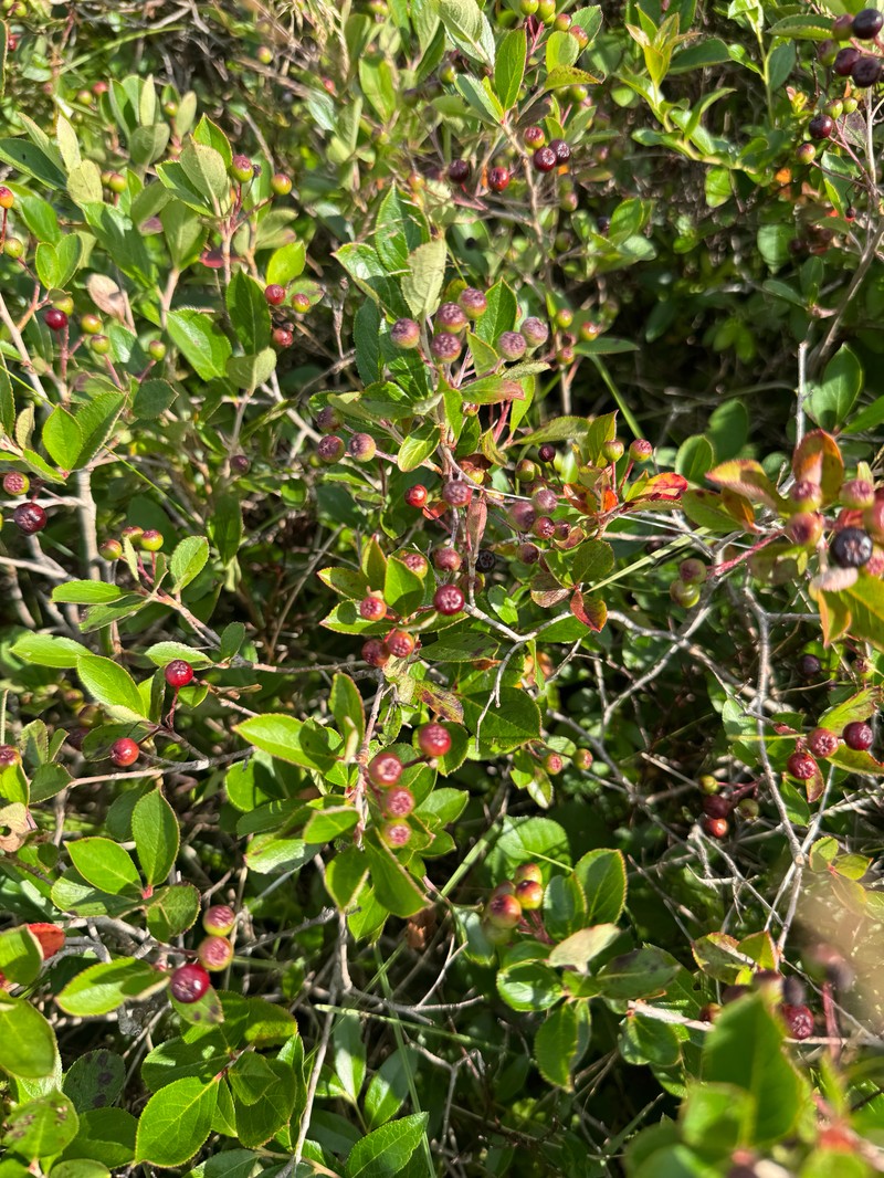Purple Chokeberry photo 5