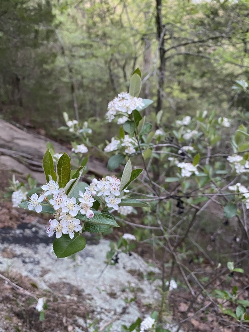 Red Chokeberry