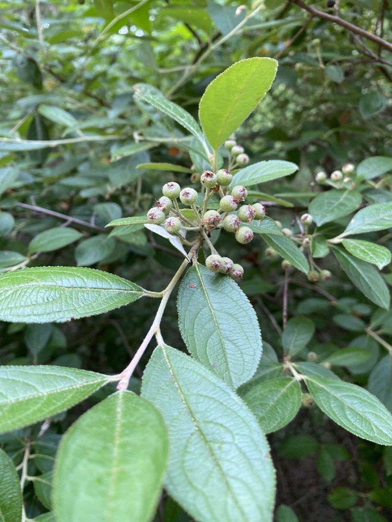 Red Chokeberry photo 2