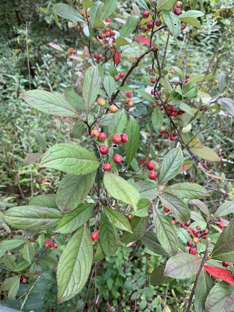 Red Chokeberry photo 3