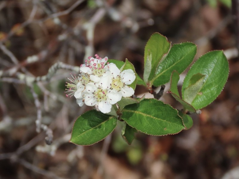 Red Chokeberry photo 4
