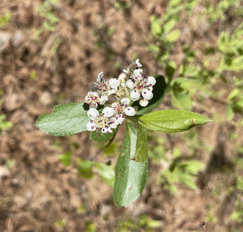 Red Chokeberry photo 5
