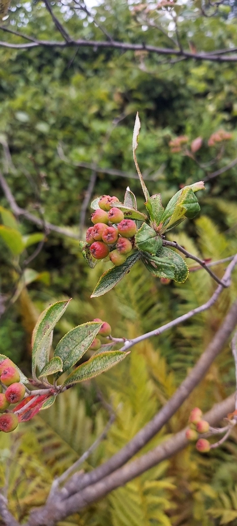 Red Chokeberry photo 6