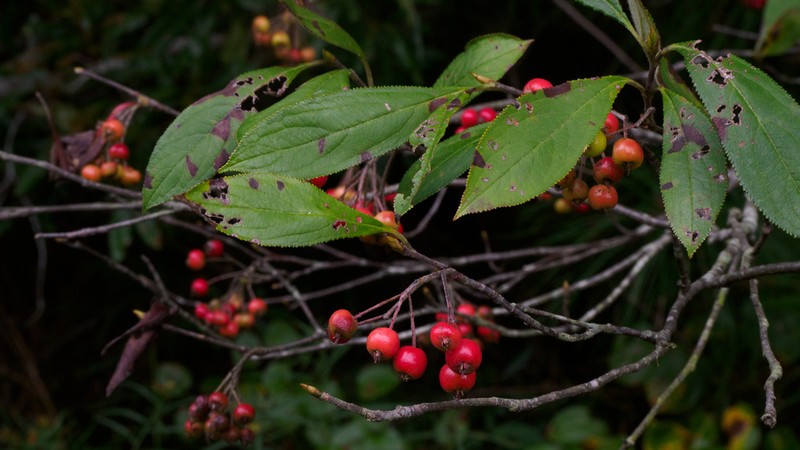 Red Chokeberry photo 7
