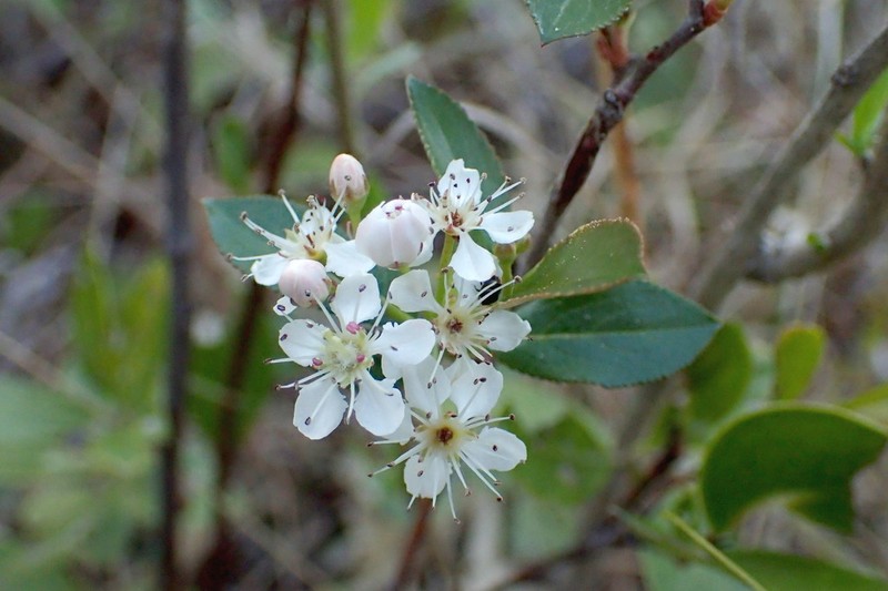 Red Chokeberry photo 8