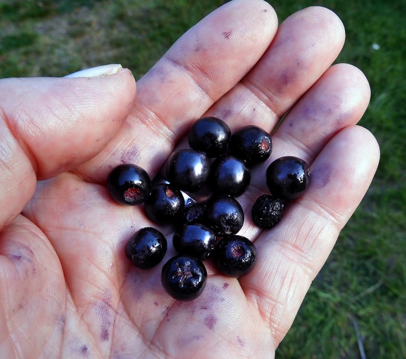 Black Chokeberry photo 2