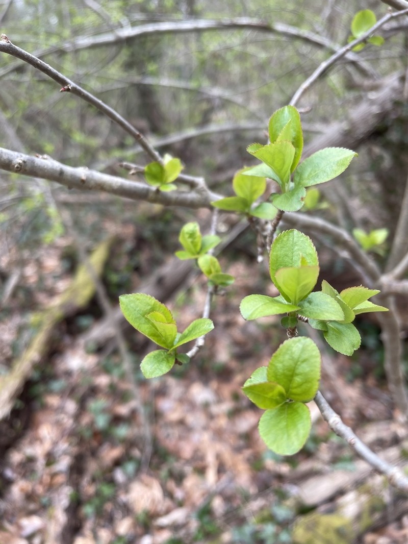 Black Chokeberry photo 3