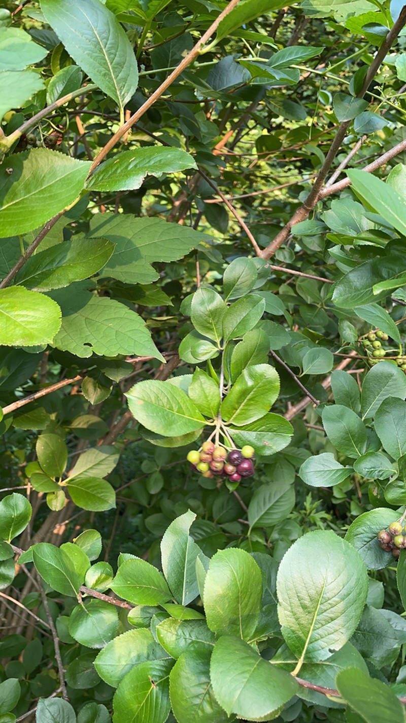 Black Chokeberry photo 4