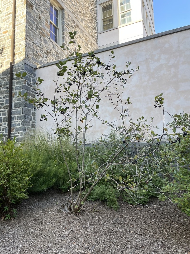 Black Chokeberry photo 5