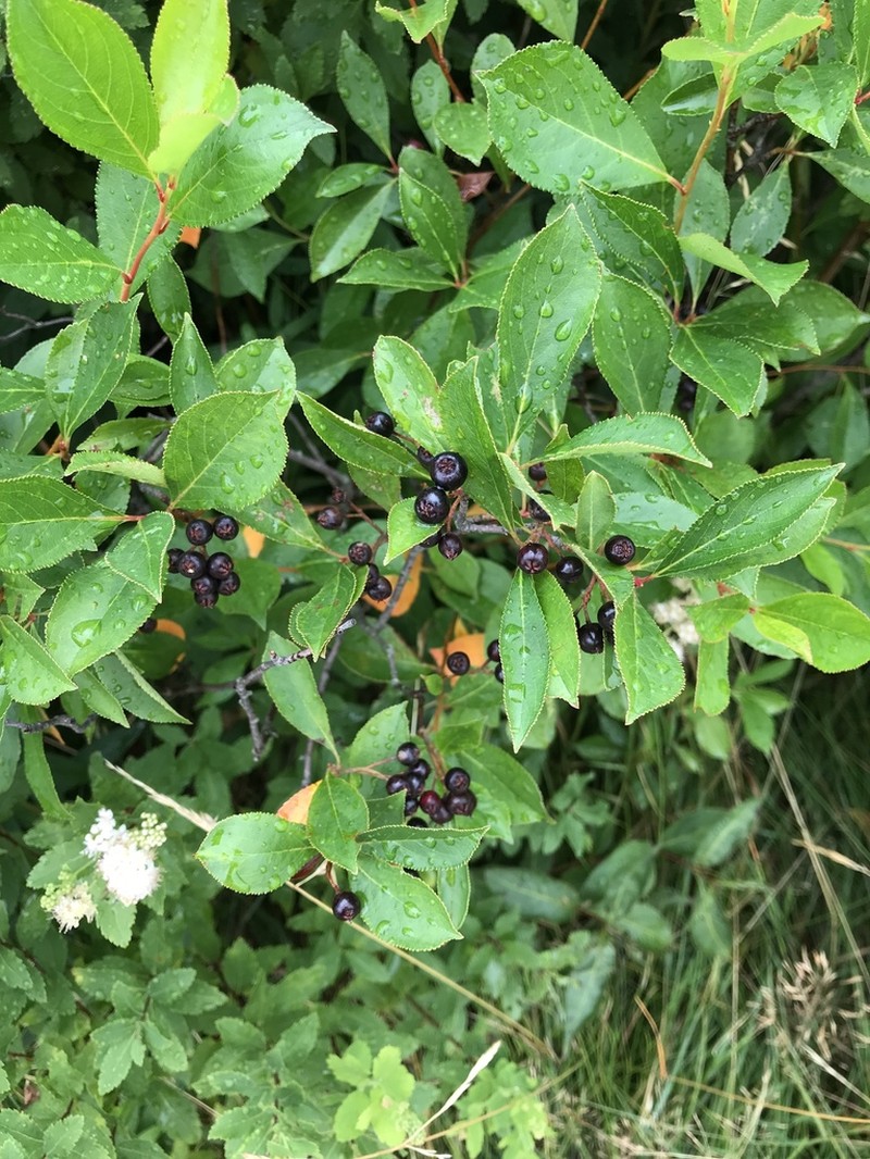 Black Chokeberry photo 7