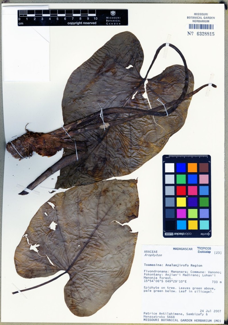 Arophyton buchetii