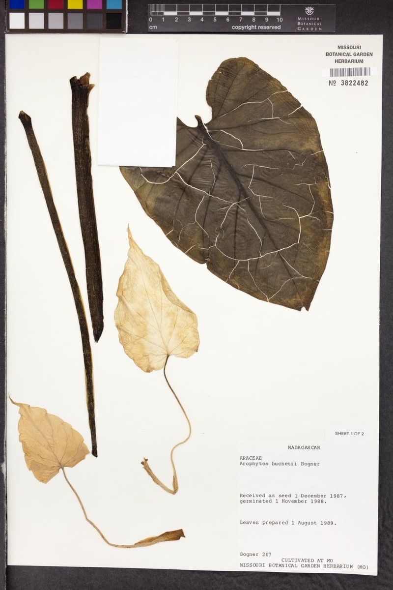 Arophyton buchetii photo 3