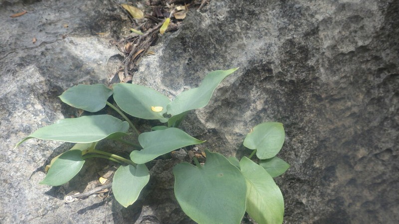 Arophyton crassifolium photo 3
