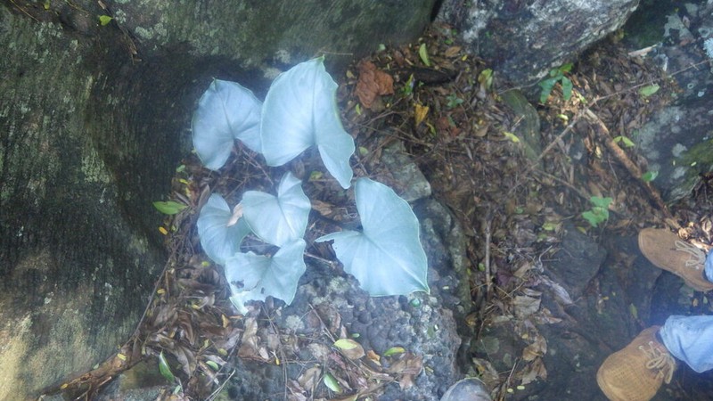 Arophyton crassifolium photo 4