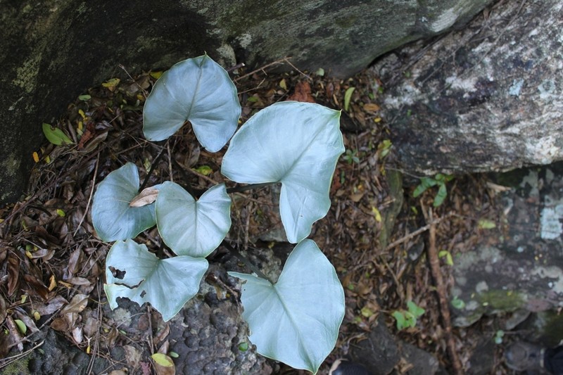 Arophyton crassifolium photo 5