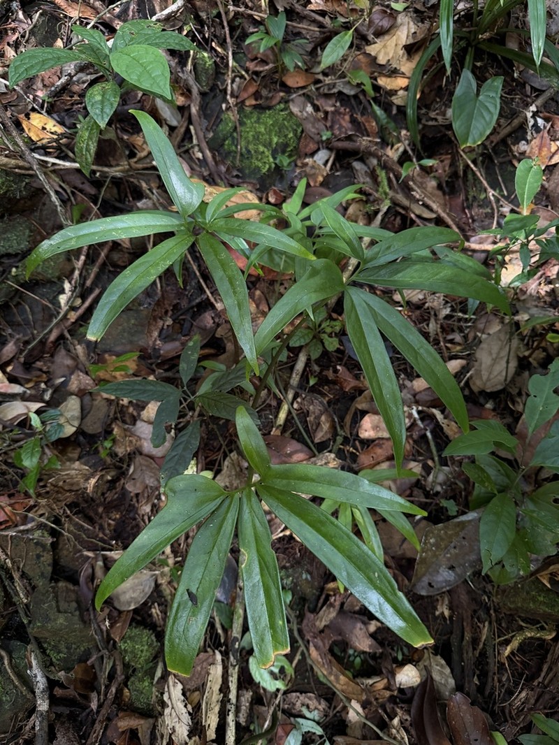 Arophyton humbertii