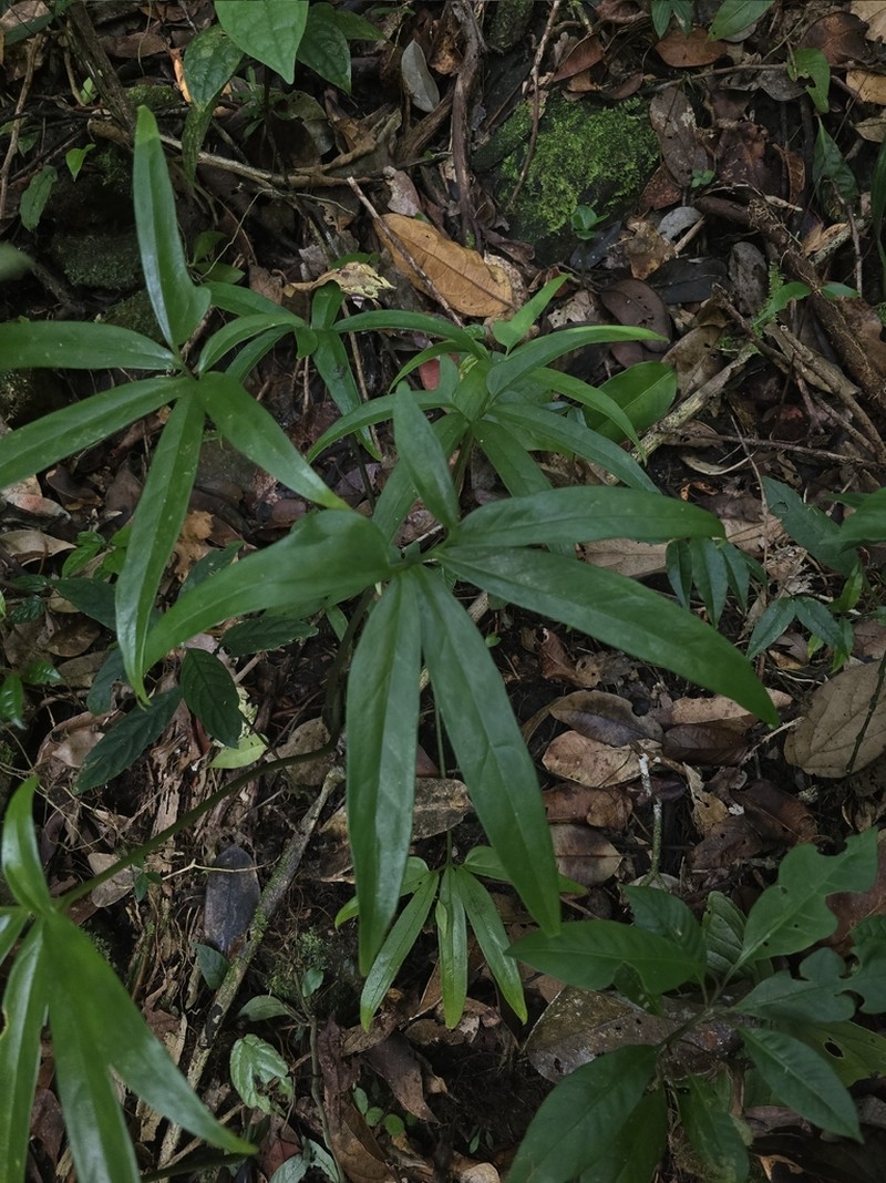 Arophyton humbertii photo 2