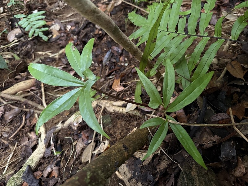 Arophyton humbertii photo 3
