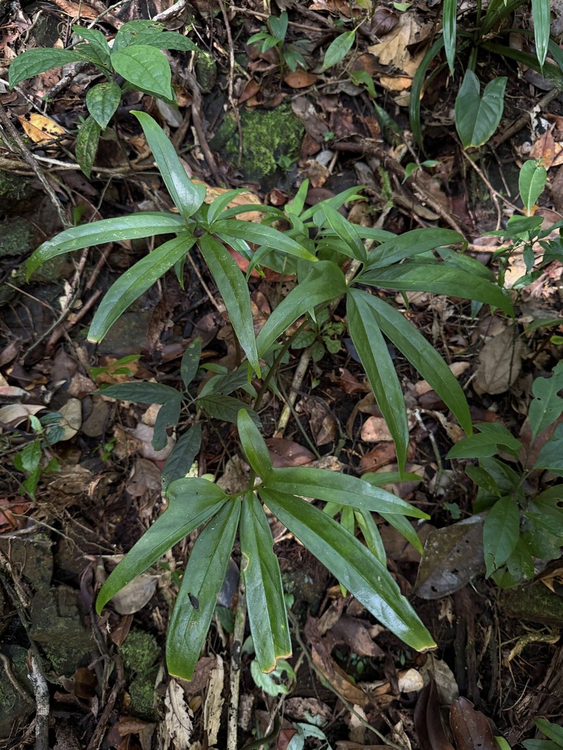 Arophyton humbertii photo 5