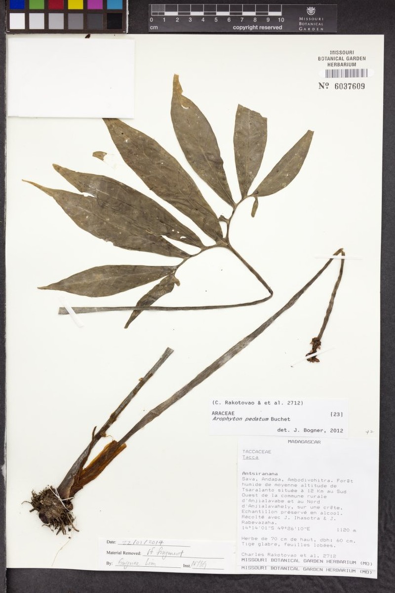 Arophyton pedatum