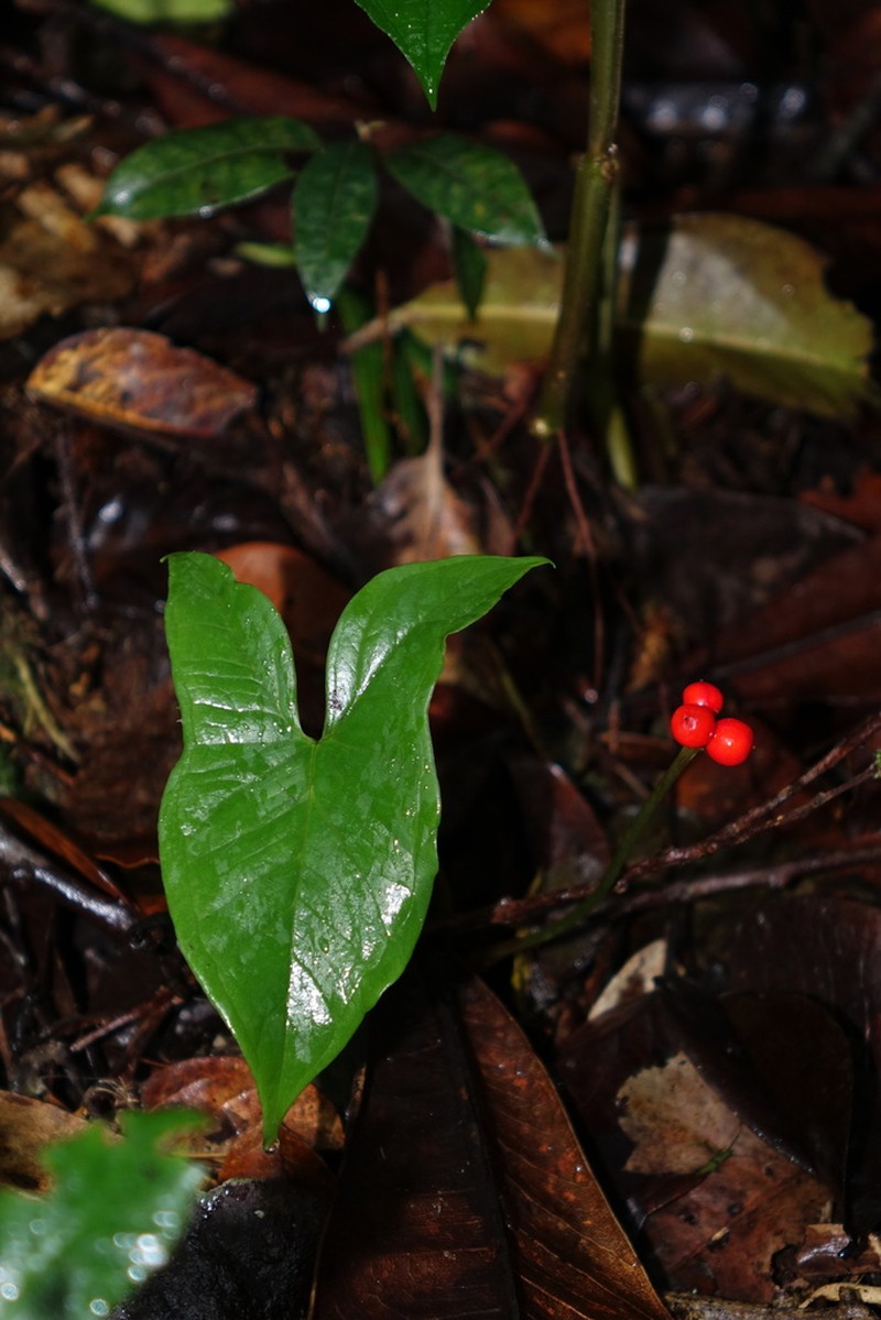 Arophyton rhizomatosum