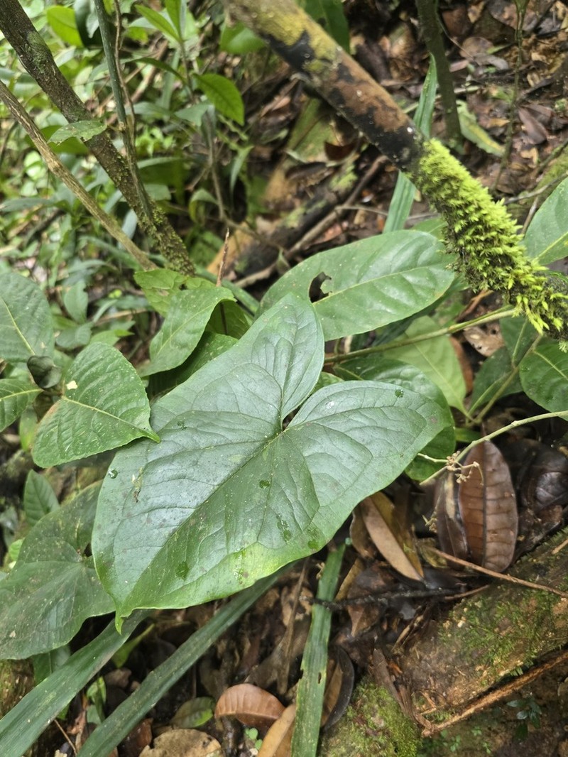 Arophyton rhizomatosum photo 3