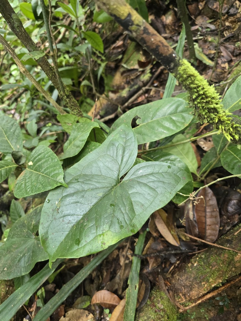 Arophyton rhizomatosum photo 4