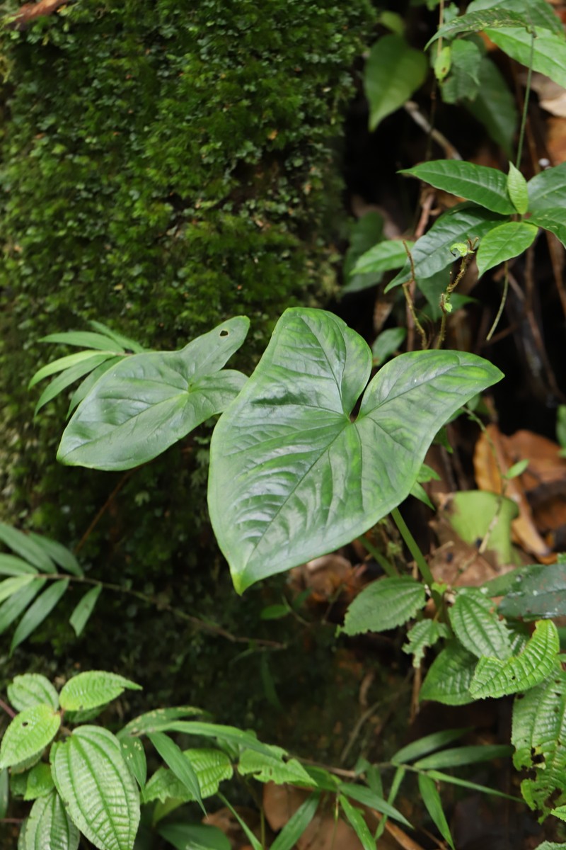 Arophyton rhizomatosum photo 5