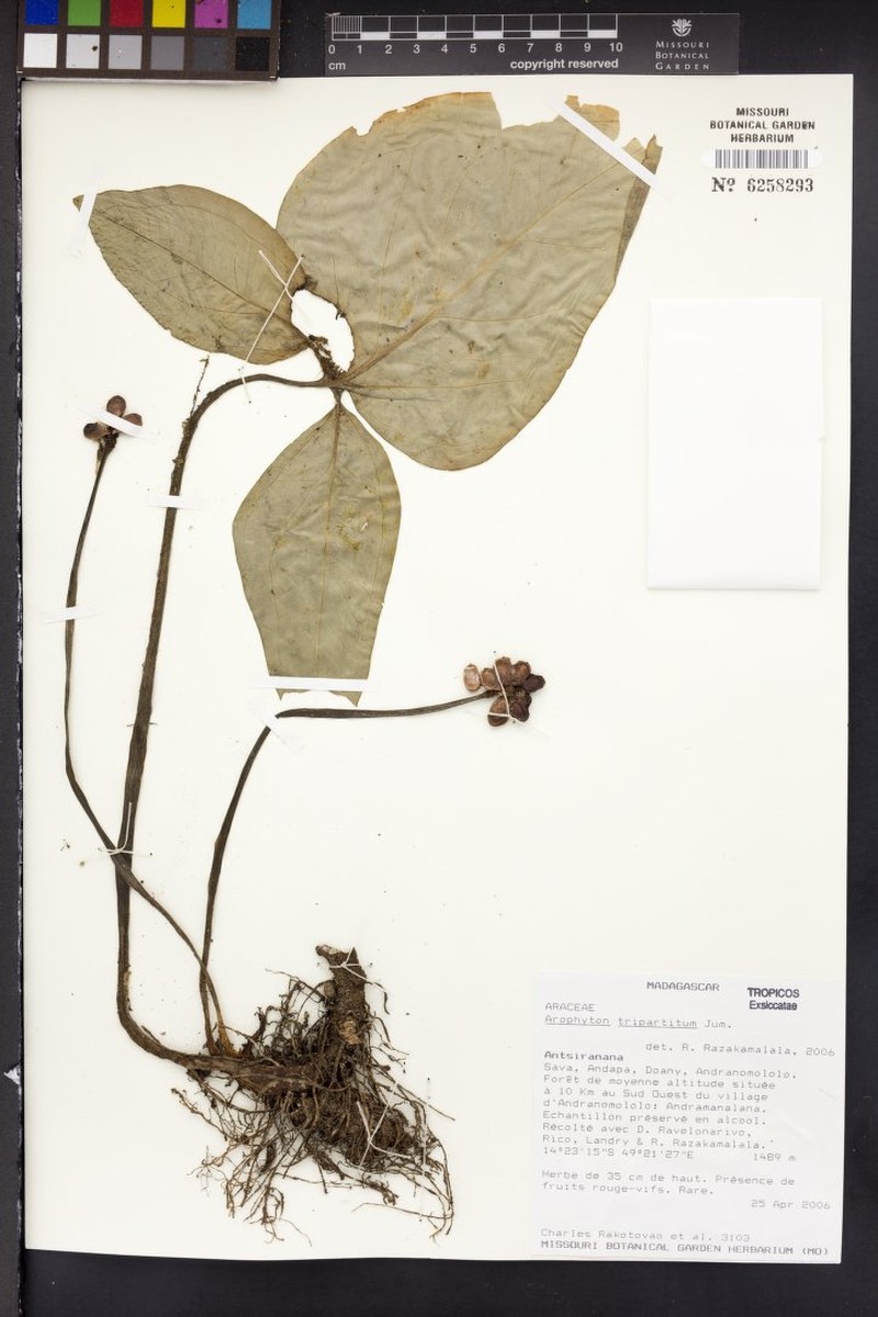 Arophyton tripartitum