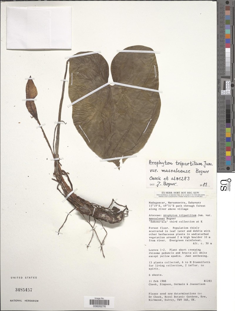 Arophyton tripartitum photo 4
