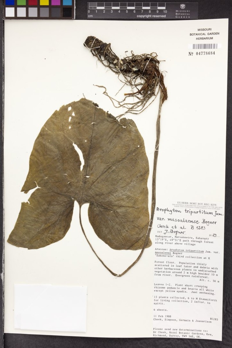 Arophyton tripartitum var. masoalaense