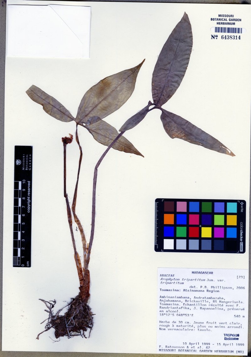 Arophyton tripartitum var. tripartitum