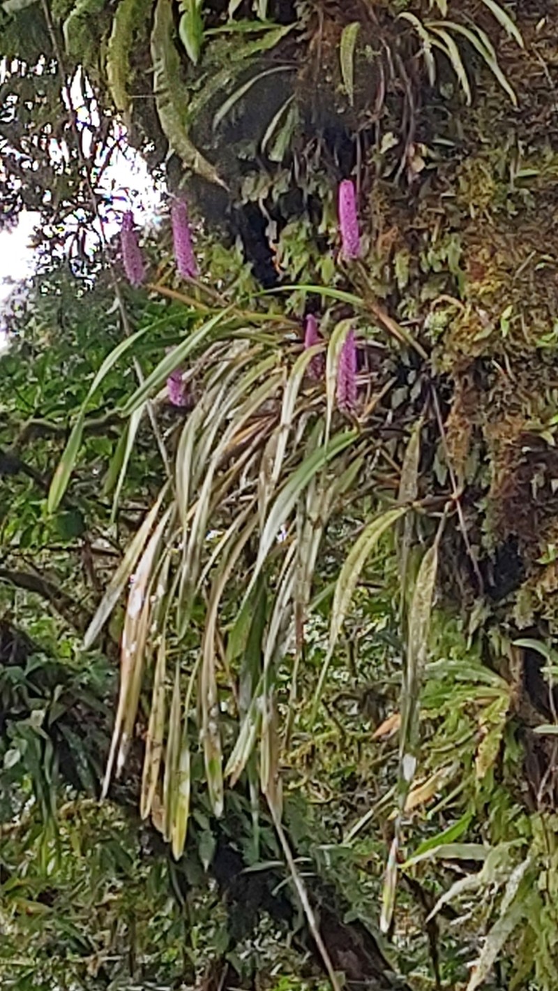 Arpophyllum giganteum