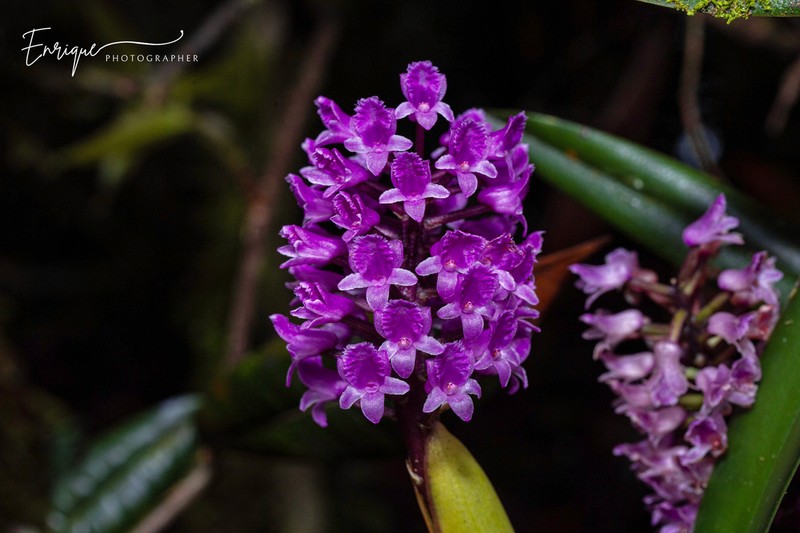 Arpophyllum giganteum photo 2