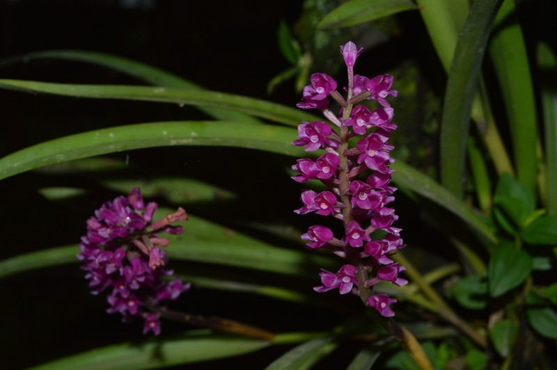 Arpophyllum giganteum photo 3